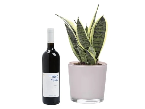 עציץ סנסיוריה בשילוב בקבוק יין אדום מיקב ויתקין
