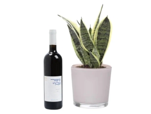עציץ סנסיוריה בשילוב בקבוק יין אדום מיקב ויתקין