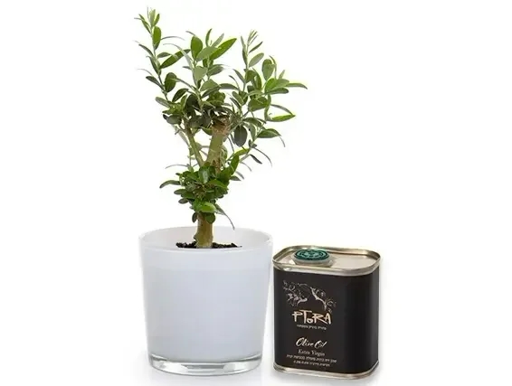 עציץ זית ושמן זית כתית מעולה מבית משק פתורה