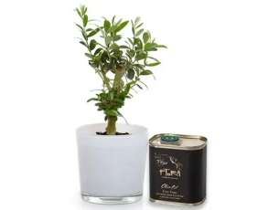 עציץ זית ושמן זית כתית מעולה מבית משק פתורה