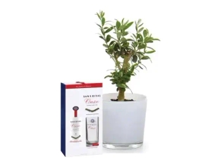 אוזו 700 מ"ל ועציץ זית