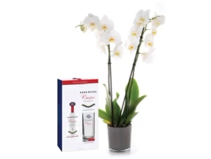 סחלב ענף זוגות לצד בקבוק אוזו 700 מ"ל