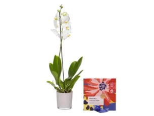 סחלב ענף בודד ומארז פרליני שוקולד