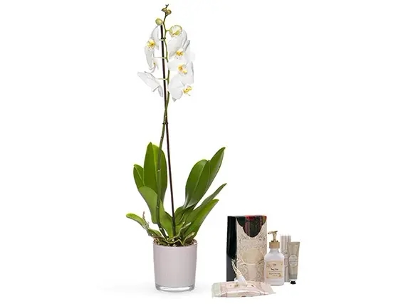 סחלב בודד 12 בכלי ומארז טיפוח לאישה מבית סבון