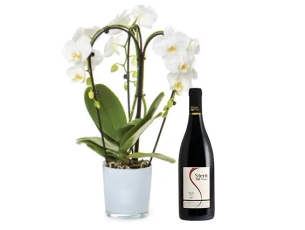 סחלב שלושה ענפים בכלי זכוכית  ויין  אדום שטרן