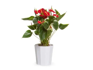 עציץ אנטוריום קוטר 18 בכלי קרמיקה לבן ZER4U