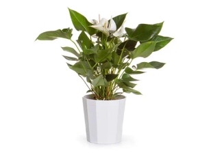 עציץ אנטוריום קוטר 18 בכלי קרמיקה לבן ZER4U