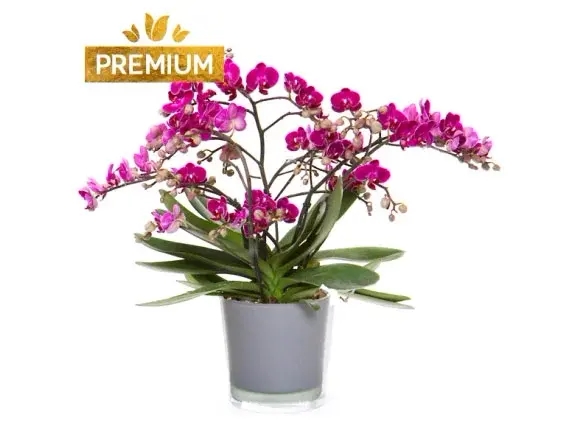 סחלב בליסימו שופע פרחים בלי זכוכית אפור בקוטר 15