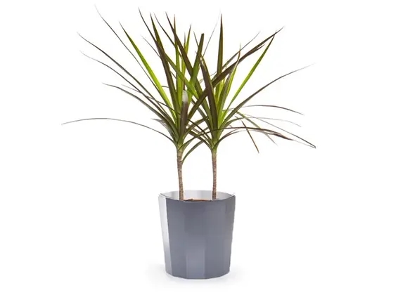 עציץ דרצנה מרגינטה קוטר 18 ZER4U