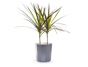 דרצנה מרגריטה 18 בכלי אפור