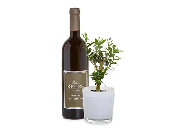 עציץ זית ויין אדום כישור SAVANT מתנה לחג ZER4U