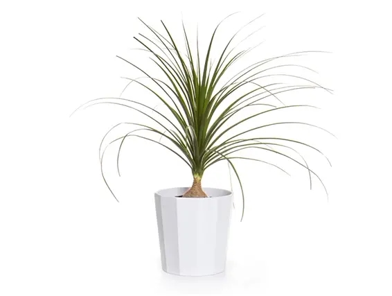 עציץ נולינה 24 בכלי קרמיקה אפור