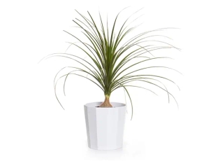 עציץ נולינה קוטר 24 בכלי קרמיקה לבן ZER4U