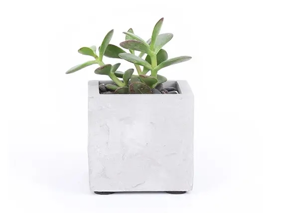 עציץ סוקולנט בכלי מרובע ZER4U