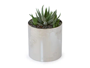 סוקולנט בכלי כסוף ZER4U