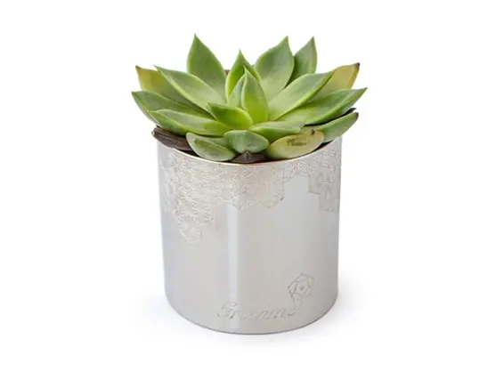 סוקולנט בכלי כסוף ZER4U