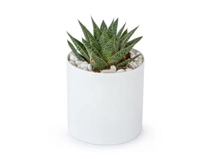 סוקולנטים בכלי לבן ZER4U