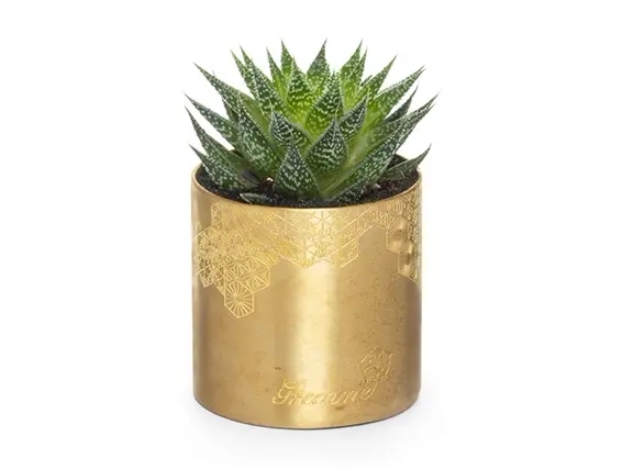 עציץ סוקולנט גדול בכלי זהב