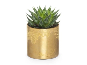 עציץ סוקולנט גדול בכלי זהב