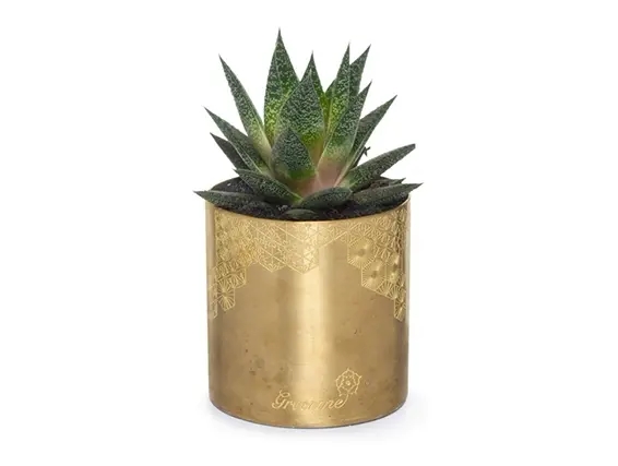 עציץ סוקולנט בינוני בכלי זהב