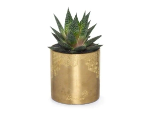 עציץ סוקולנט בינוני בכלי זהב