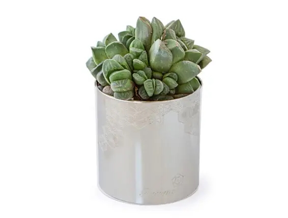 סוקולנט בכלי כסוף ZER4U