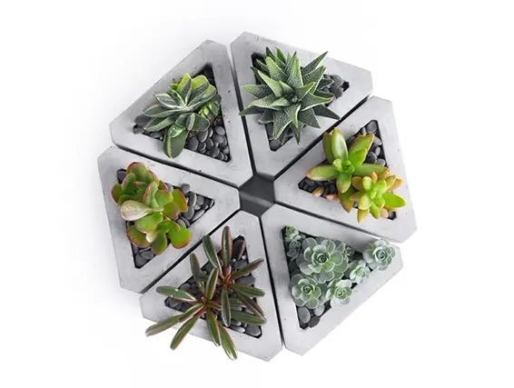 שישה סוקולנטים בכלי משולש ZER4U