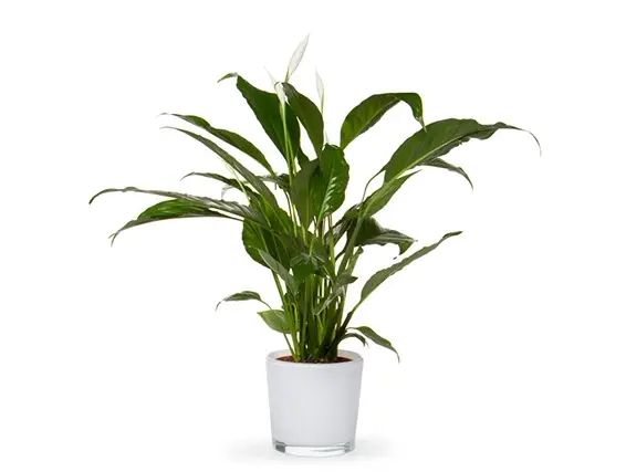 עציץ ספטיפיליום בכלי לבן קוטר 15 ZER4U