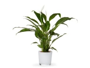 עציץ ספטיפיליום בכלי לבן קוטר 15 ZER4U