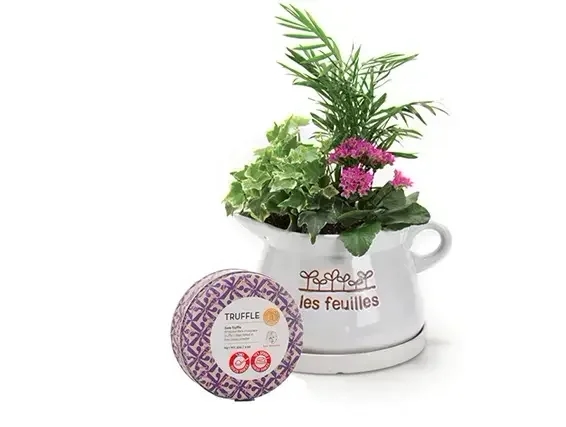 עציץ קוקטייל כפרי בכלי קרמיקה דמוי קומקום, בשילוב שוקולד טראפלס