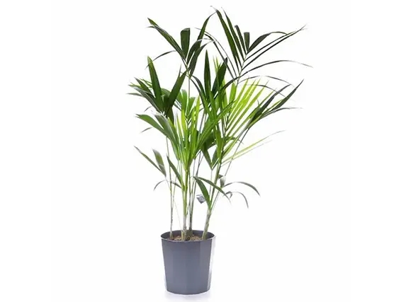 קנציה 24 בכלי קרמיקה אפור